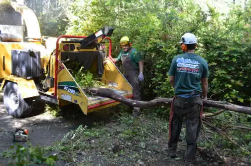 tree services George